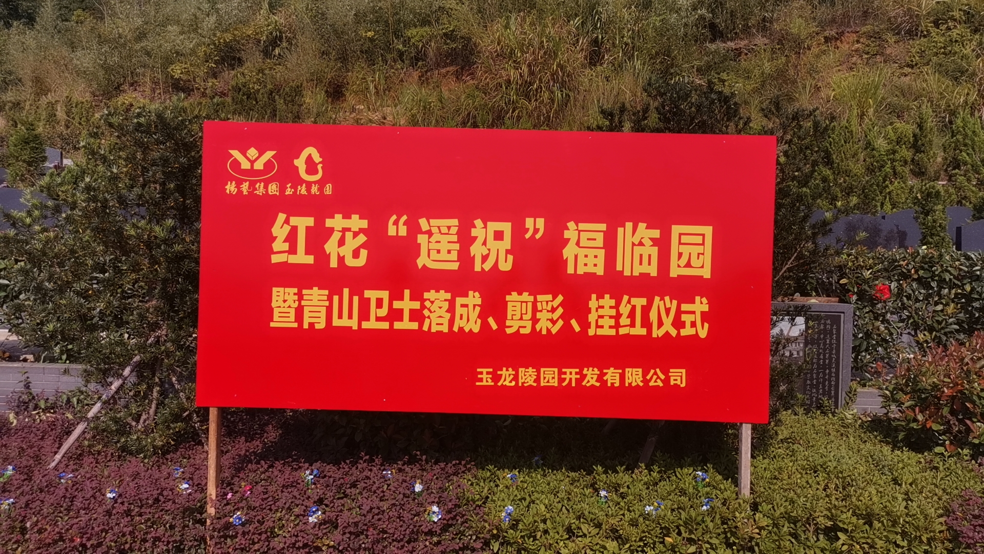 红花传爱意，情满玉龙园！